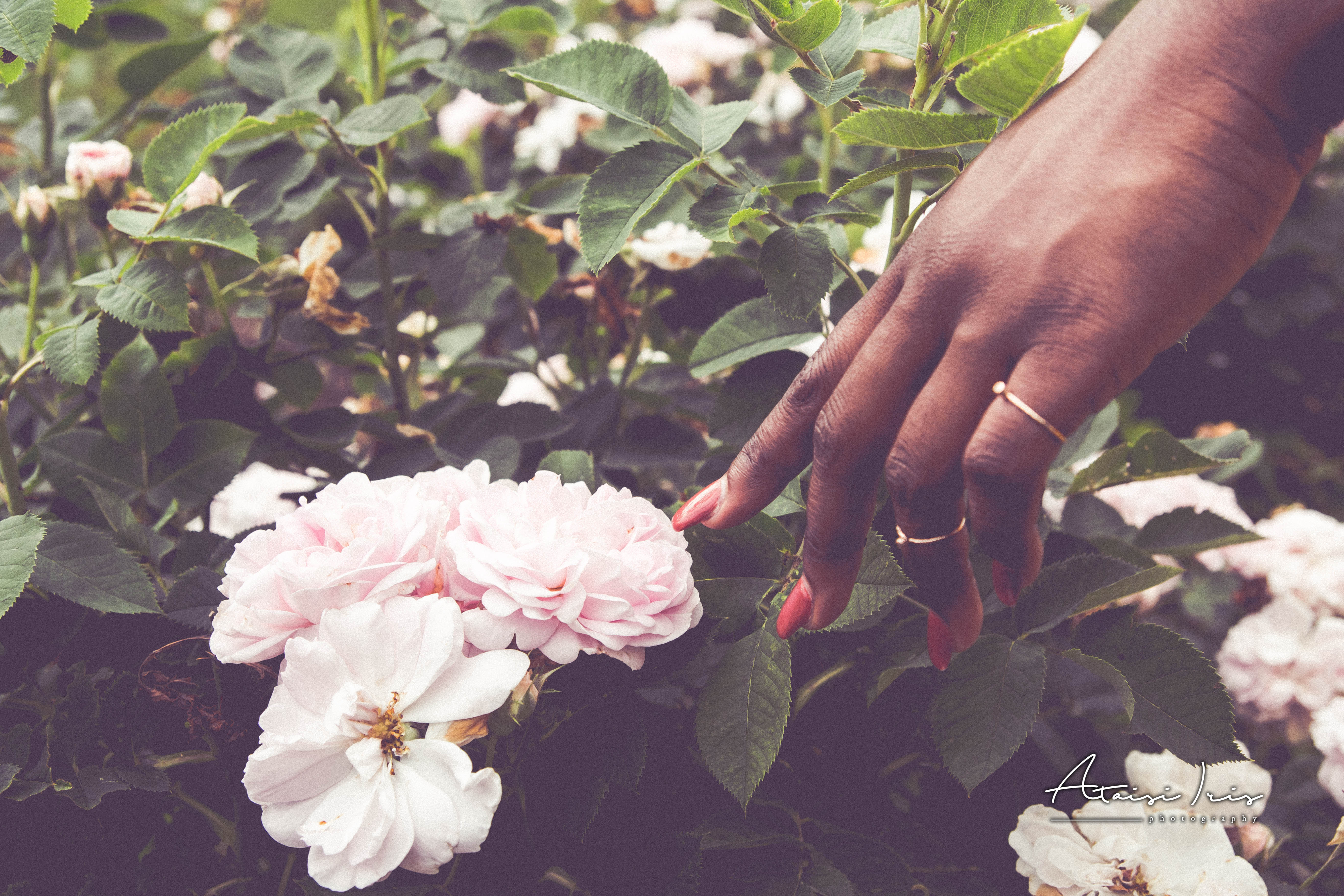 AtaisiIris-NikitaSoba-8